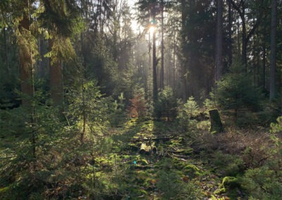 Wald bei Dübbekold