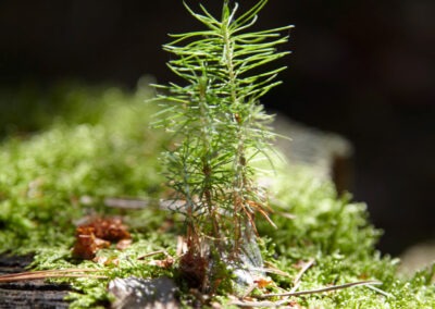 Dübbekold Göhrdewald